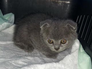 shiten-mace-kotele-scottish-fold-500-euro