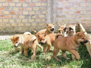 shiten-kelysh-shiba-inu-1000-euro